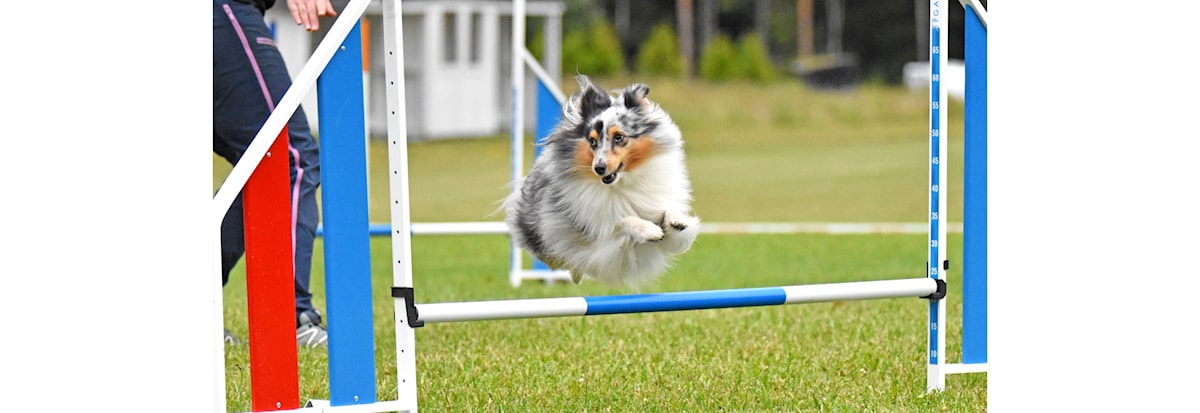 Agility: Introkurs (helg)